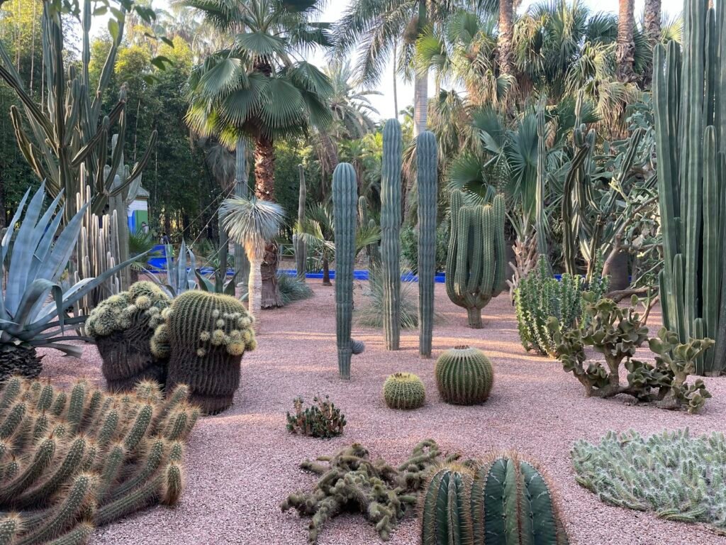 Jardin de cactus à Marrakech